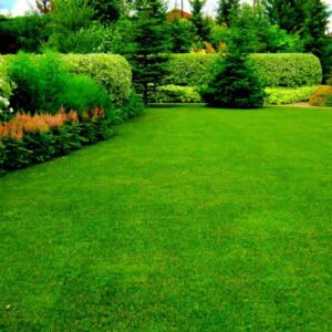 nurseries artificial grass in Dubai