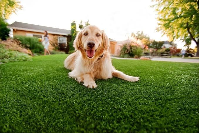 Artificial Grass for Pets