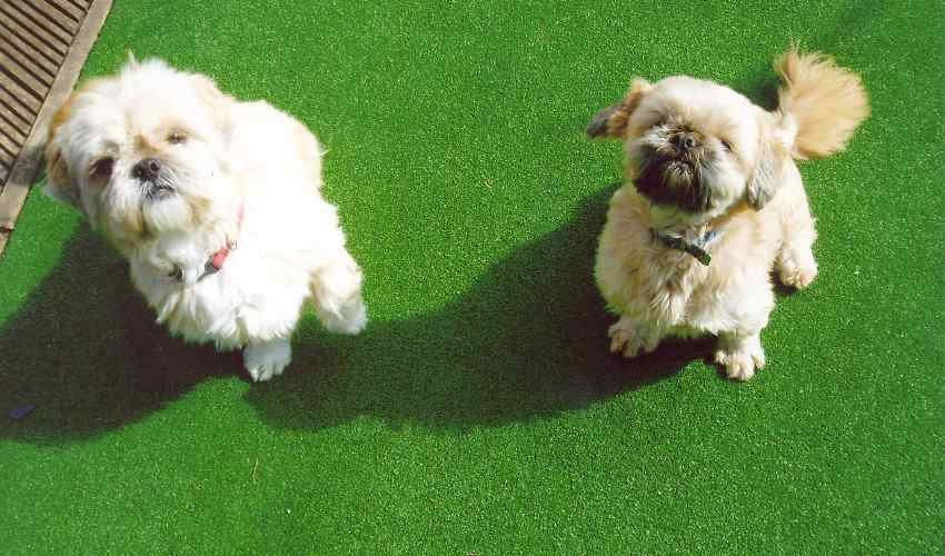 Artificial turf For Pets