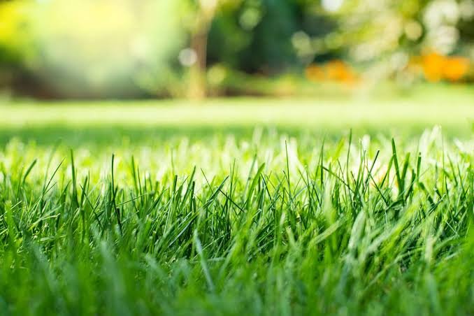 Environmental Advantages of Real Grass
