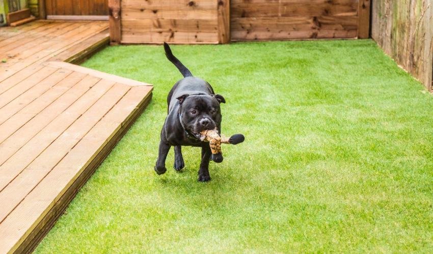 Artificial Turf For Pets