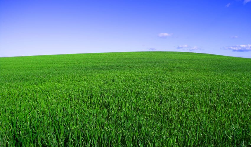 Natural grass Provides Quality Air