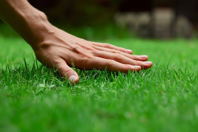 Real Grass Appearance and Feel