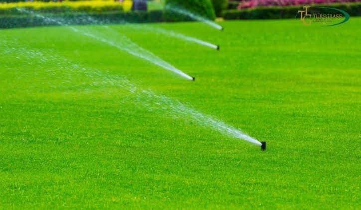 Real Grass Water Consumption