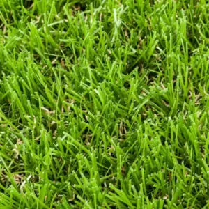 Derwent Artificial Grass