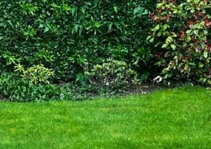 Premium Artificial Living Green Wall Panel - Forest Fern