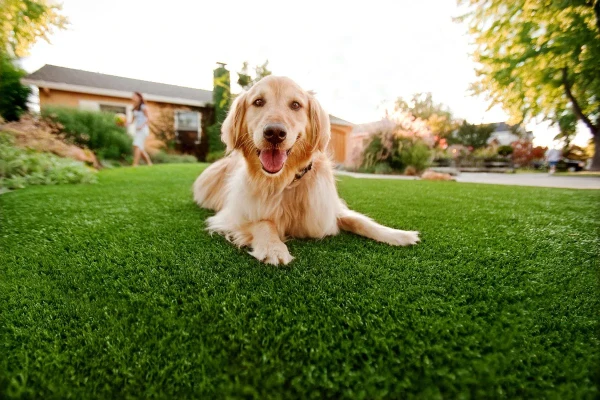 Dubai Pet Artificial Grass