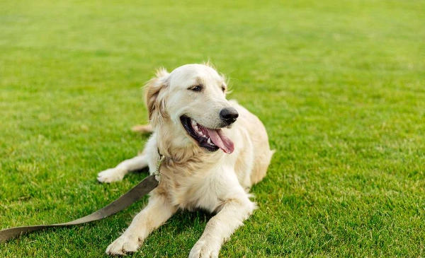 Pet Safe Artificial Grass