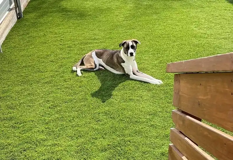 5 Mistakes to Avoid When Installing Artificial Grass for Dogs