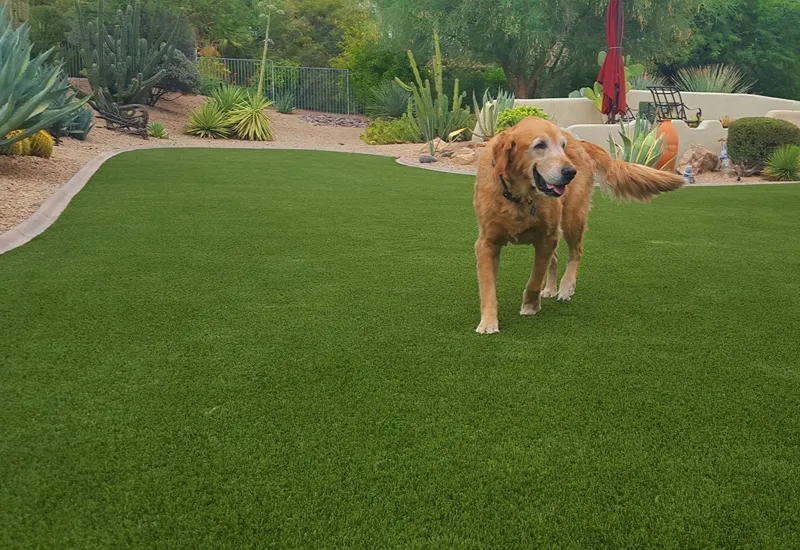 Choose the Right Pet Artificial Grass First